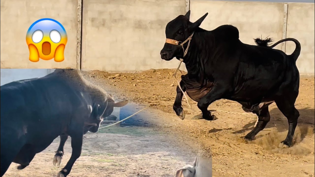 Black Diamond Ki Tabahi Mastiyan 😱 Aj To Maza Agaya || fammyofficial 
