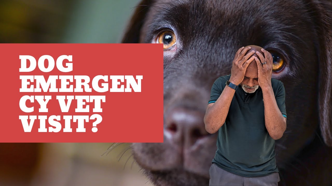 “Emergency Vet Visit in Chiang Mai”