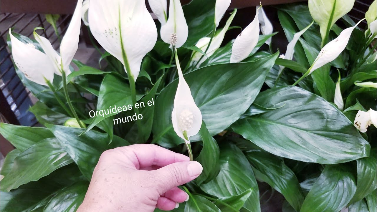 Cuna de Moisés: cuidados trasplante y reproducción ║Orquídeas en el mundo #jardin