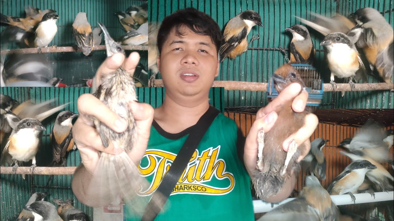 BURUNG ENDEMIK INDONESIA TIMUR SUARA NYA MANTAP, OBRAL PENTET HARGA MULAI 60.RB