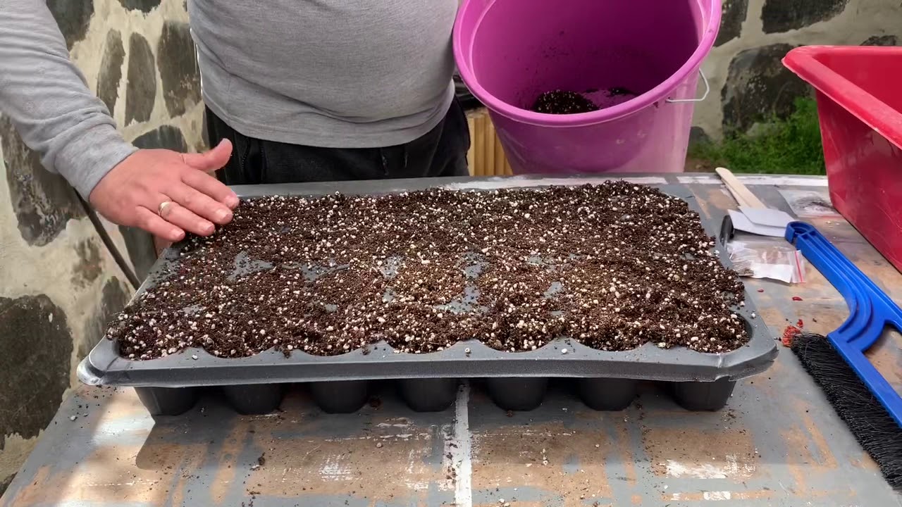 Kuşkonmaz tohumu ekimi - Sowing asparagus seeds