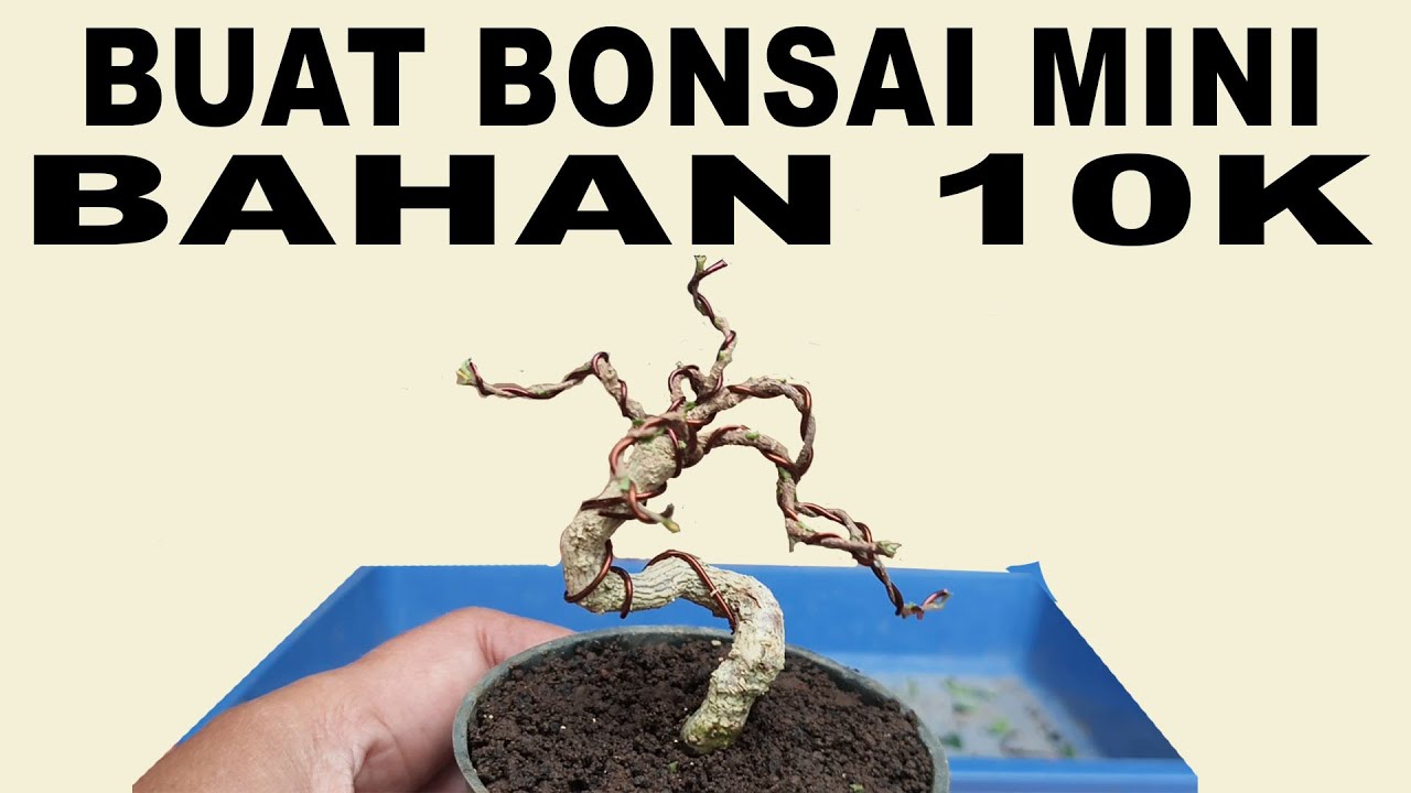BAHAN 10RB BISA BUAT BONSAI MINI