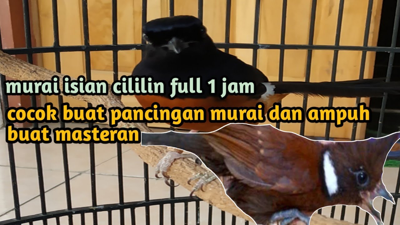 MURAI BATU ISIAN CILILIN 