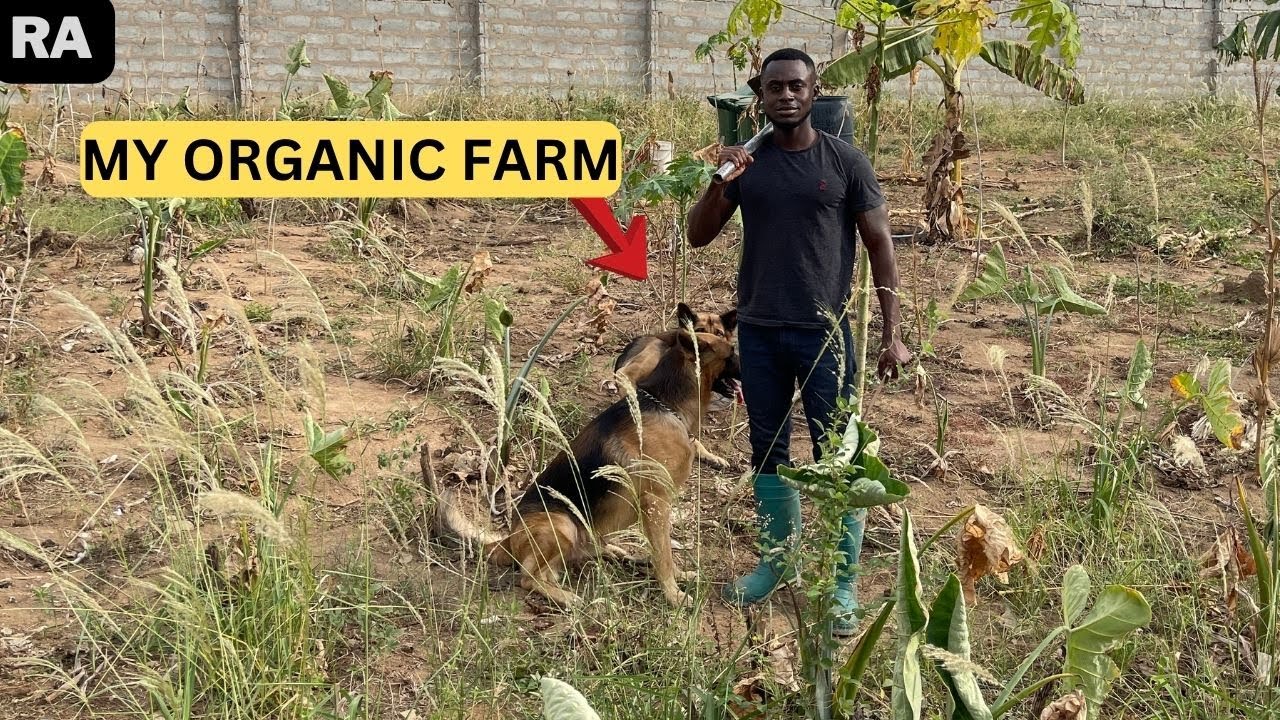 My Organic Garden And Its Benefits | Living In Ghana | Building In Ghana
