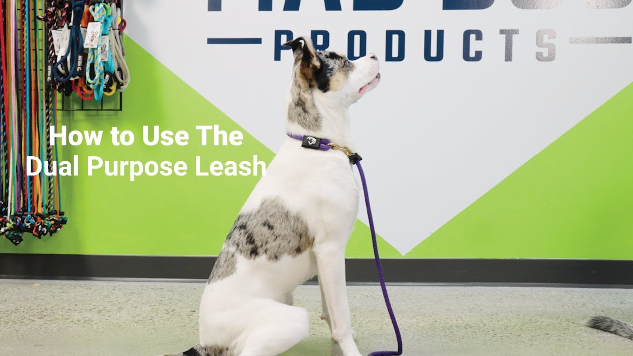 How to Use a Dual-Purpose Leash: Leash Tips for Every Dog Owner!