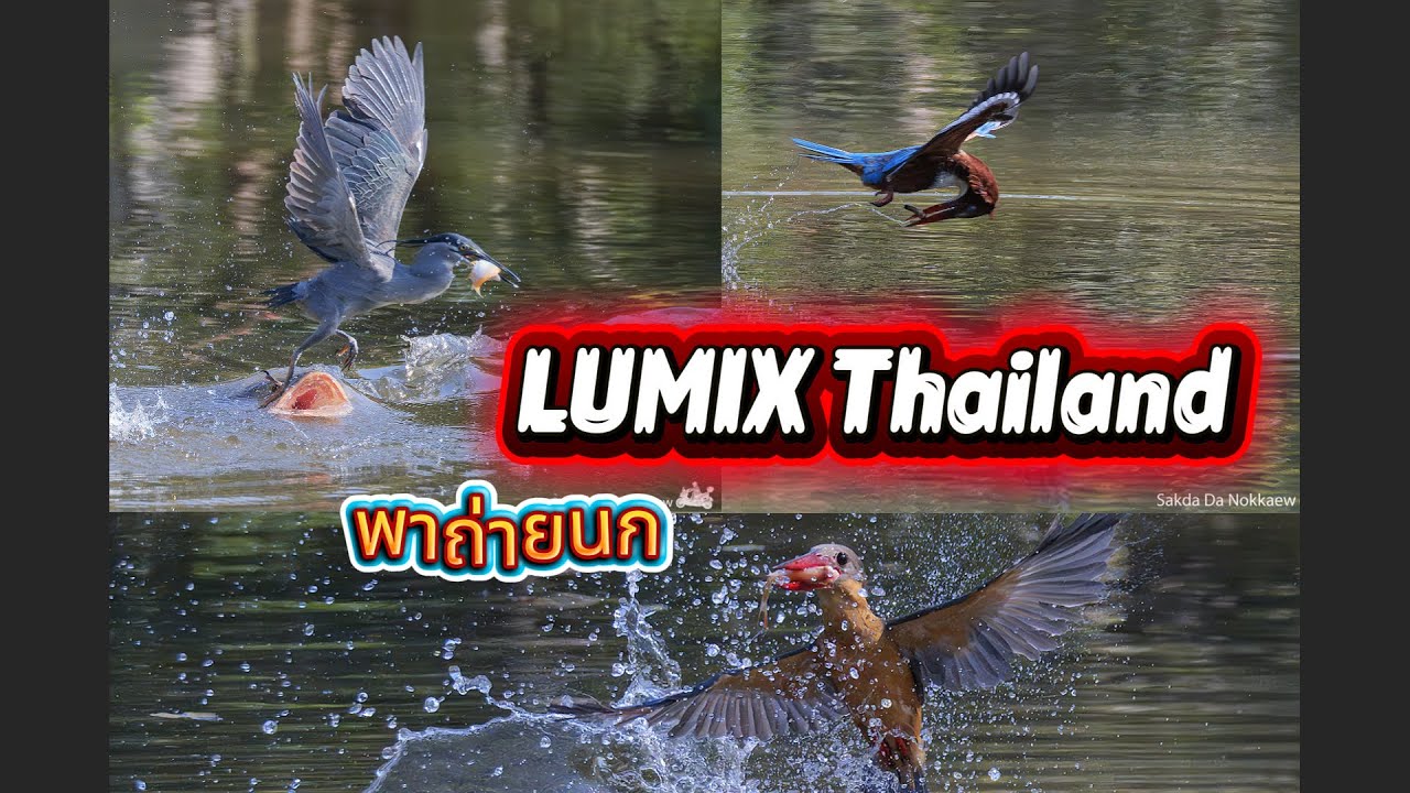 ทริปถ่ายส่งท้ายปี Lumixทำถึงกล้องก็จิกได้ดีมาก กับทริปถ่ายนกสวนรถไฟ