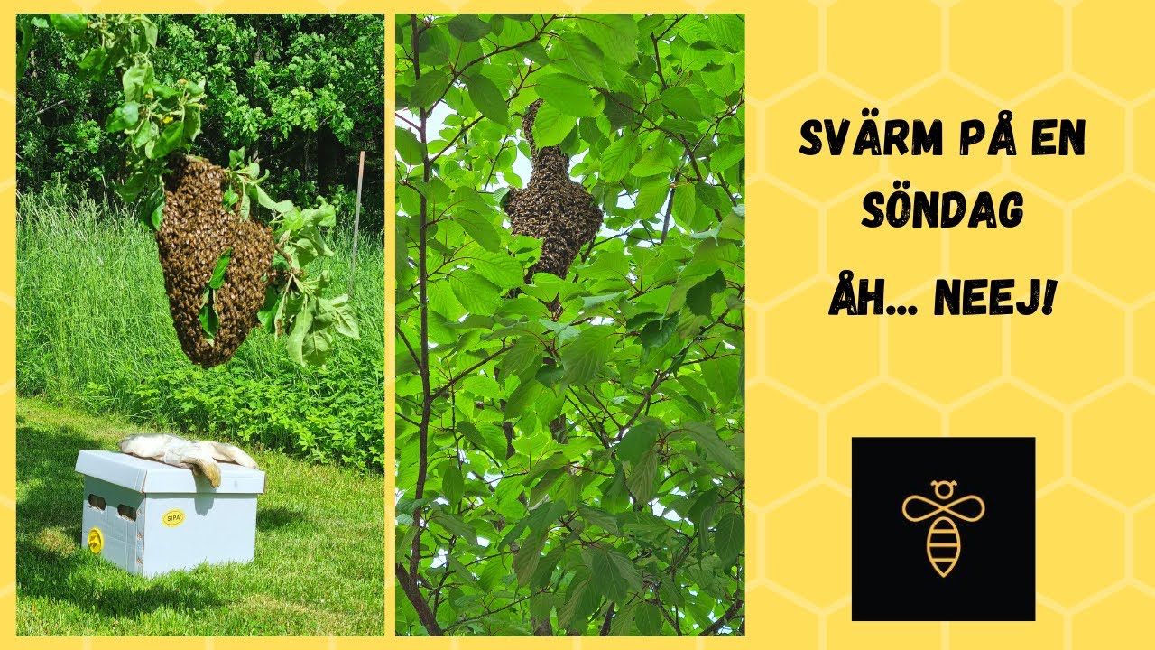svärm på en söndag