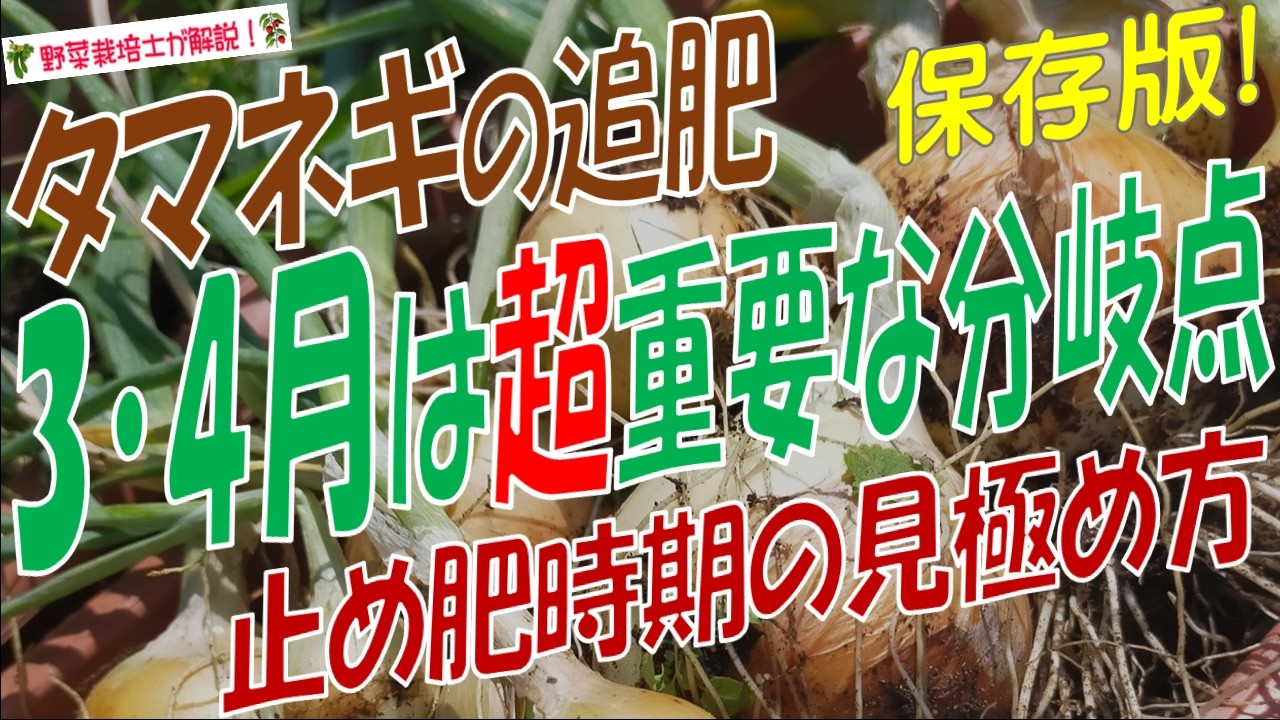 玉ねぎ農家が教える！3月にタマネギの追肥はやる？やらない？品種別の追肥時期と追肥方法、止め肥のタイミングを完全解説！