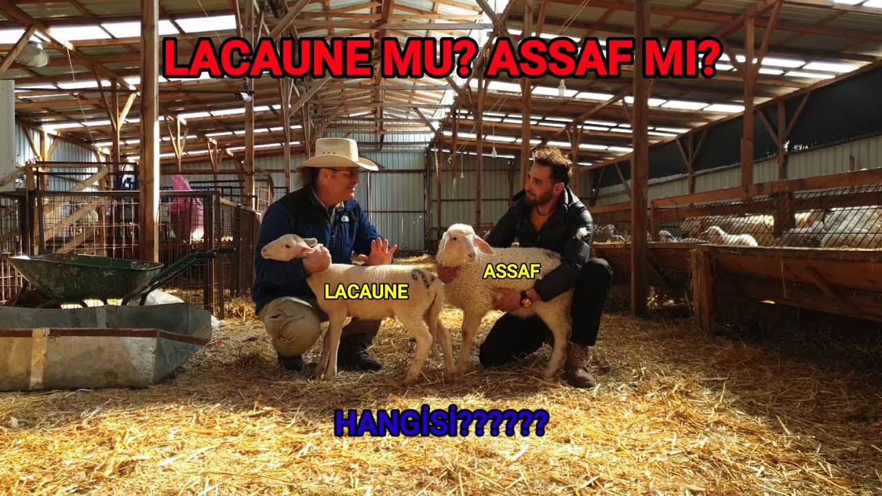 LACAUNE MU?  ASAF MI? | TAHTA YAPI KAÇA MAL OLDU?