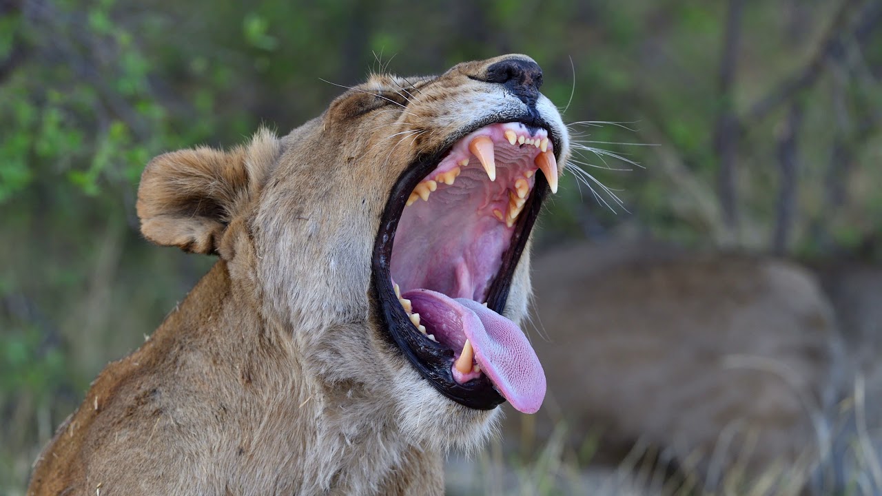 Botswana Self Drive Safari 2019