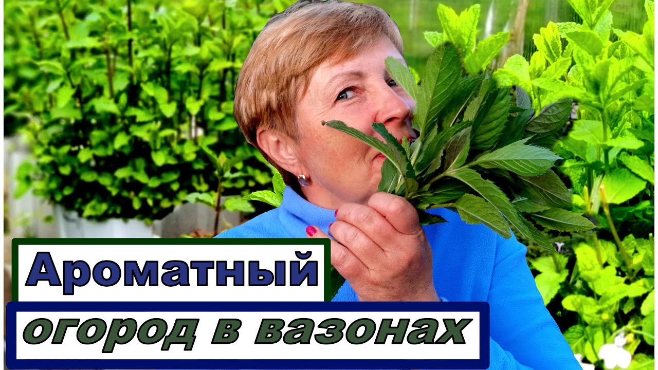 Как вырастить мяту, чтобы она была покорной? Пряный огород в вазонах