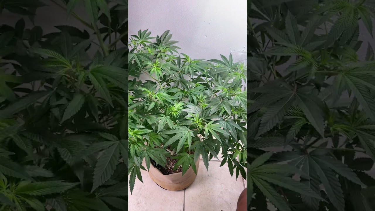 @Greenpointseeds suck