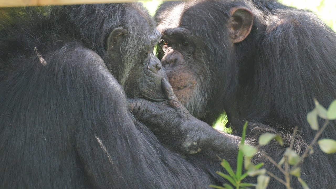 ママ大好きマックス　多摩動物公園　チンパンジー　202409