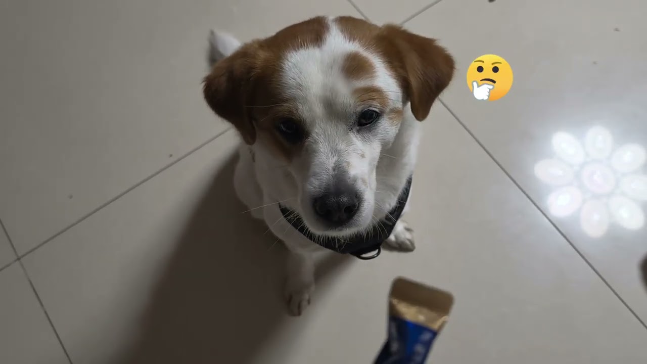 最开心的就是回家逗我家狗狗玩。The happiest thing is going home to play with my dog.