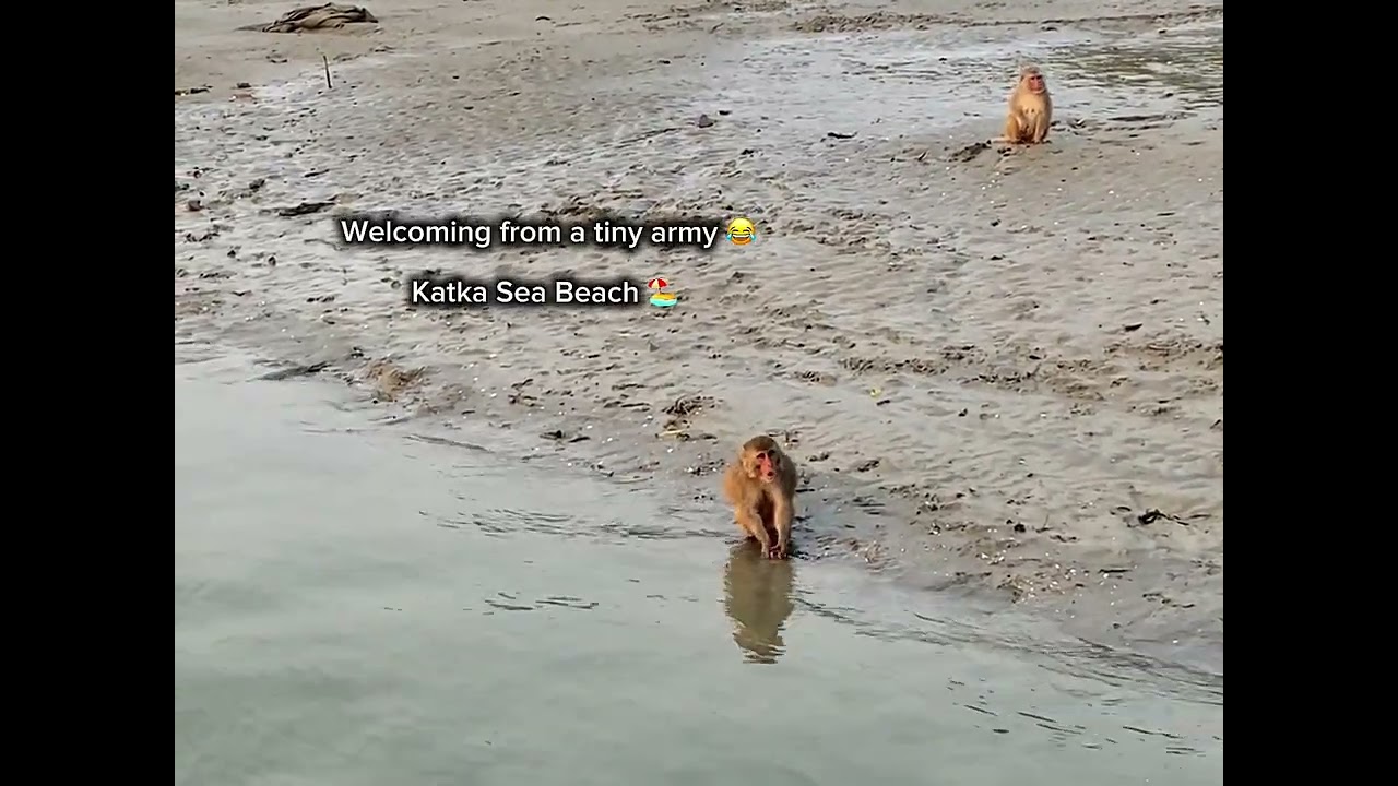 Into the Wild: My Sundarban Journey | Sohan’: Wild Journeys (Vlog-01) 