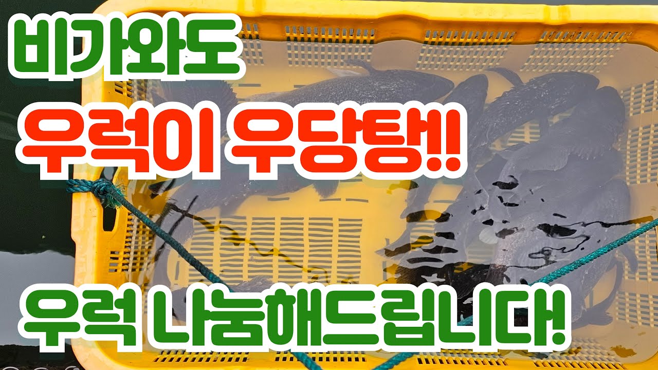 당진 좌대낚시 비가 내려도 우럭입질이 너무좋습니다 우럭 나눔해드려요~#좌대낚시 #우럭낚시 #와따좌대