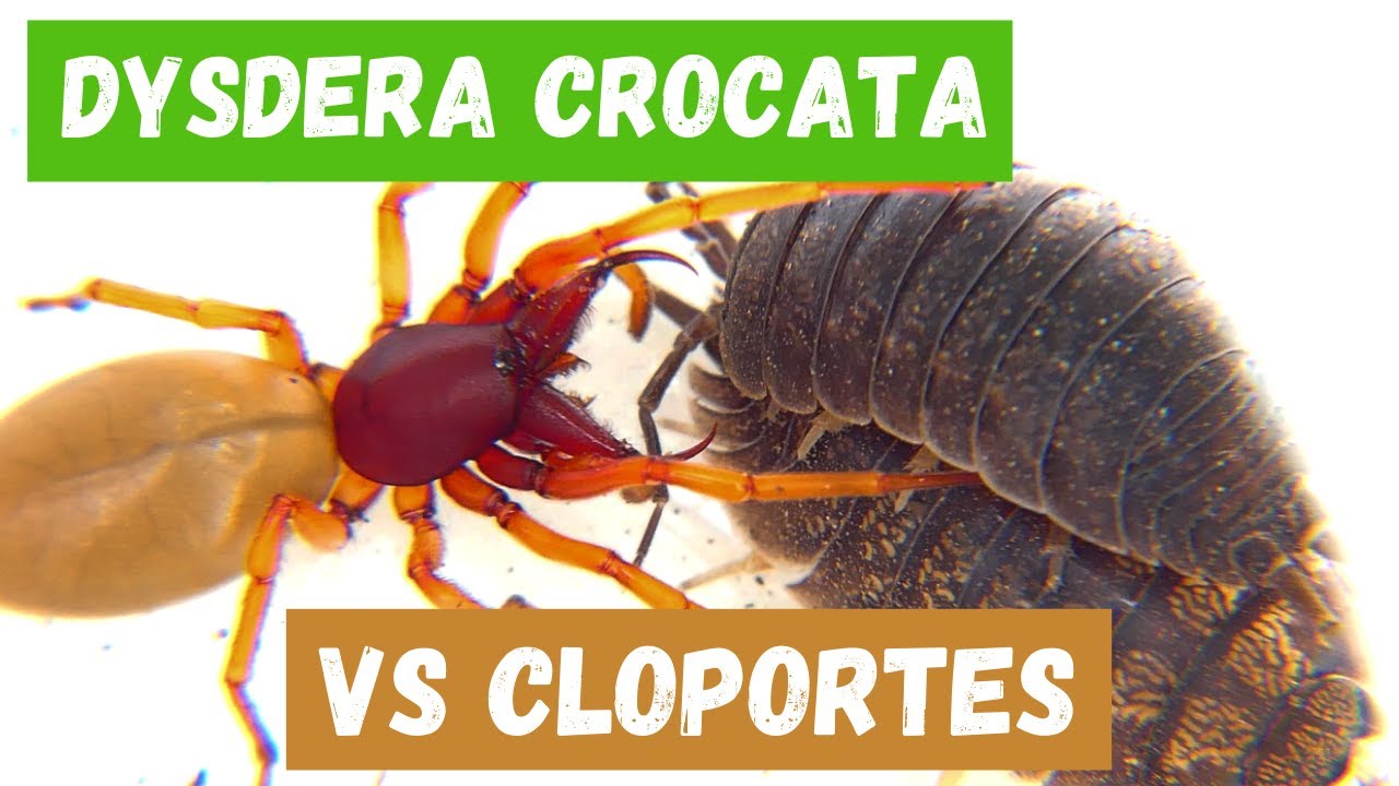 Dysdera Crocata VS Cloportes #nature #araignées
