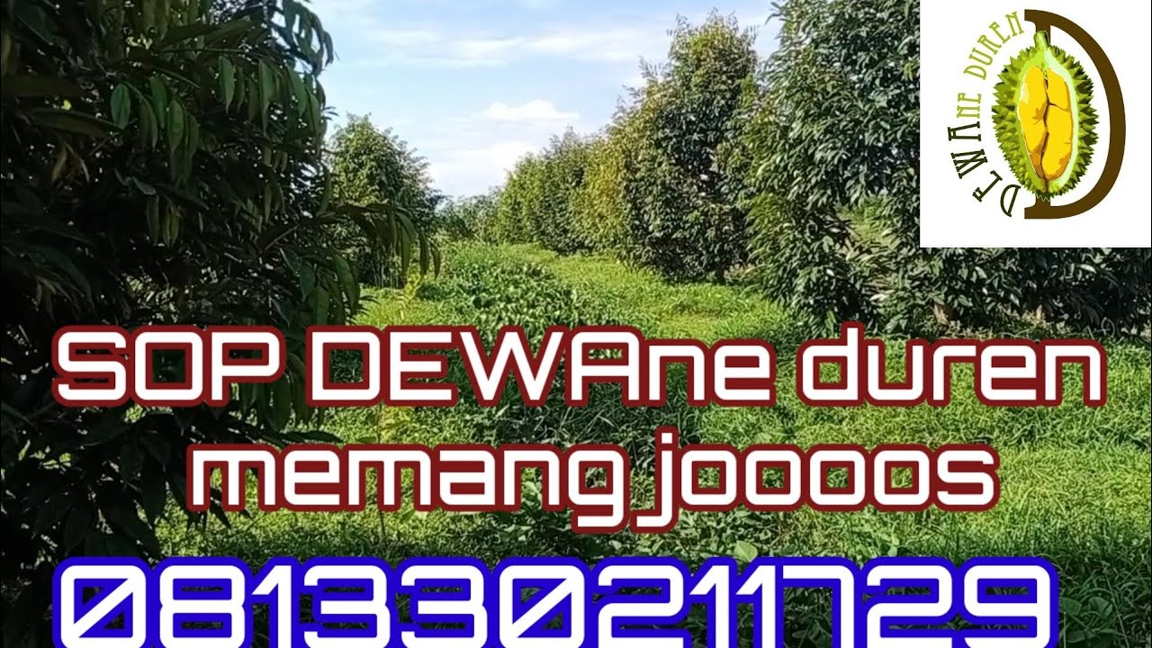 DEWAne DUREN Beraksi - Merawat Durian itu Susah? SOP kita Paling Ampuh dan Terbukti ( 