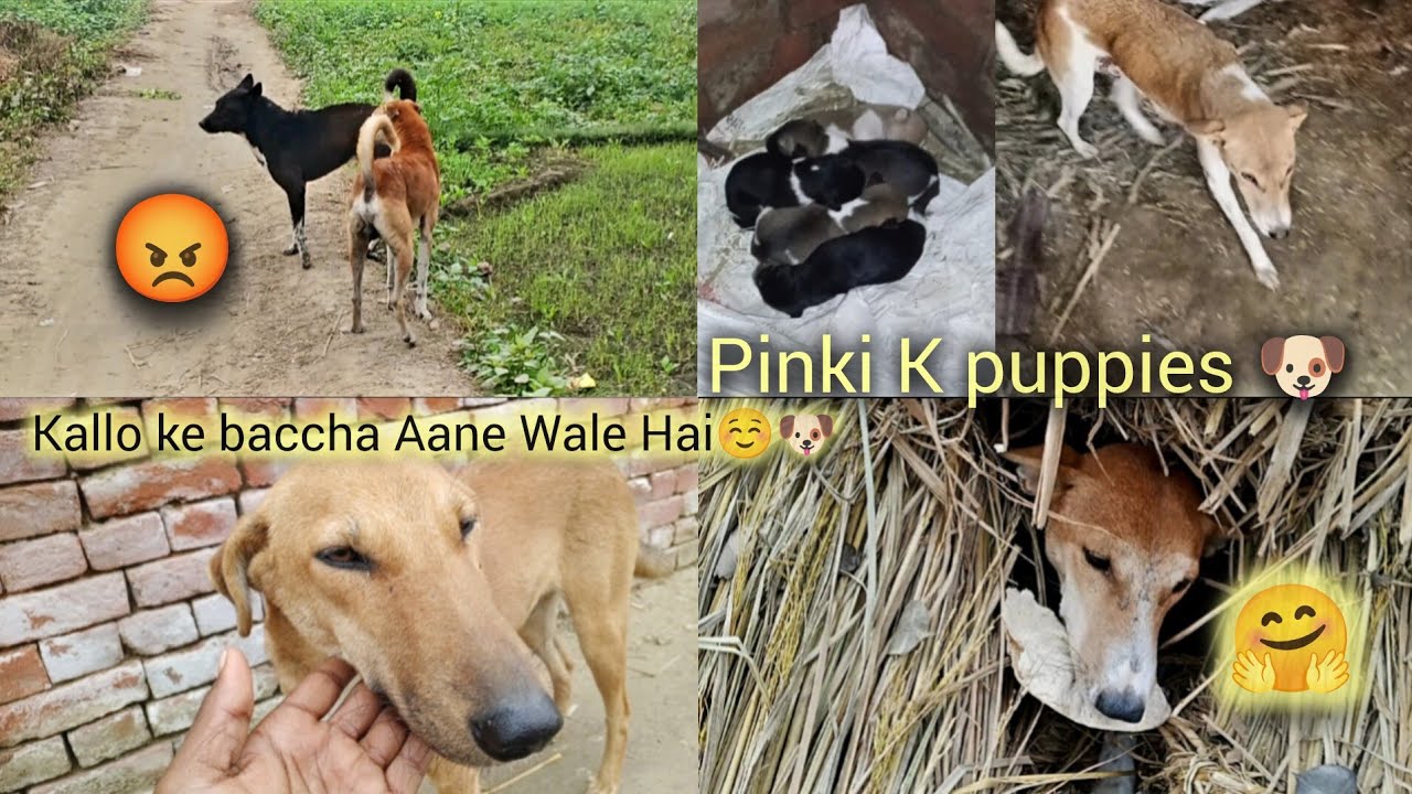 #पाॅचवां good news pinki K puppies🐶☺️ /or छठवाँ good news Kallo ke baccha Aane Wale Hai 🤗#ViralVideo