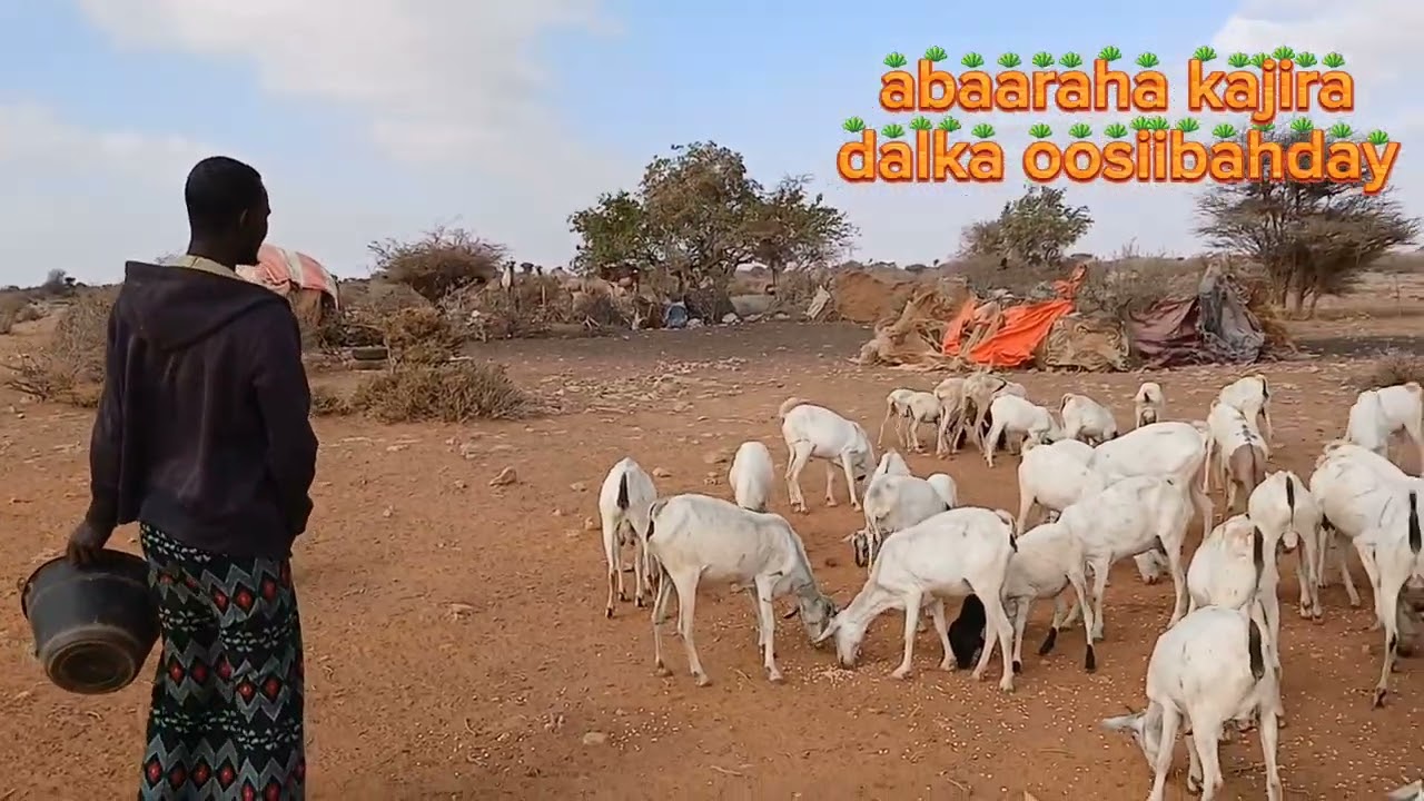 Abaarta kajirta dalka ookadartay meelxuna gaadhay