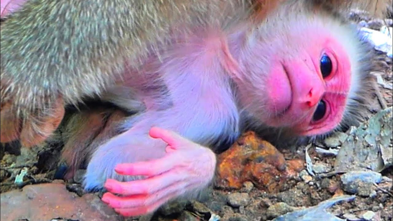 Lovely baby monkey With mom monkey so cute 