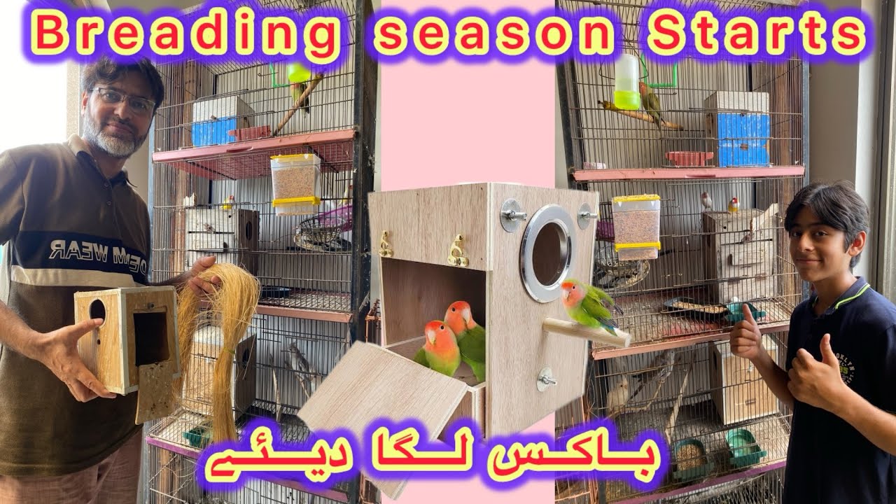 Boxes Leg Gae || Breading Season Start ho gea #allahhuakbar #familyvlog #family #birds #breading 