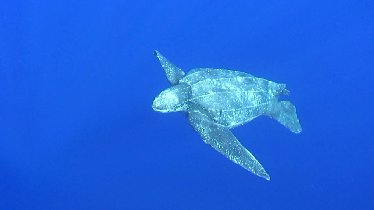 4ocean Partnerships | FAU&reg; Marine Research Lab