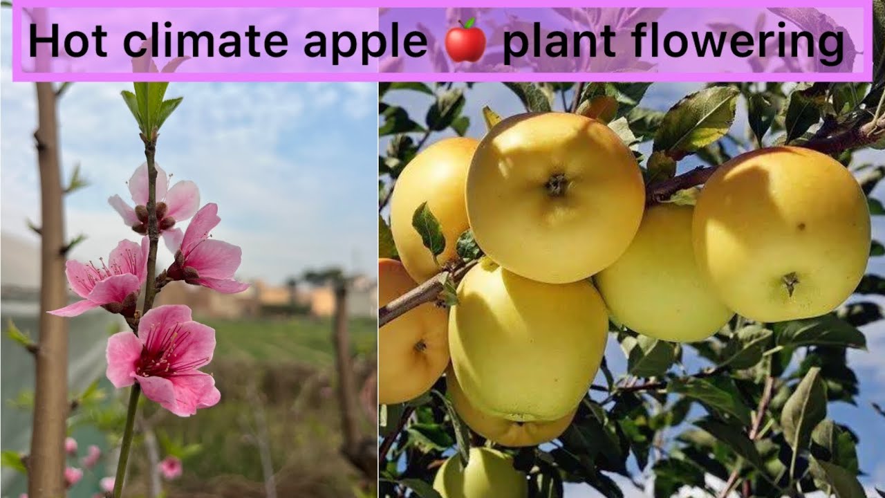 Hot climate apple 🍎 flowering 🌷 update (Anna Apple,Dorset golden apple,HRMN-99 apple)