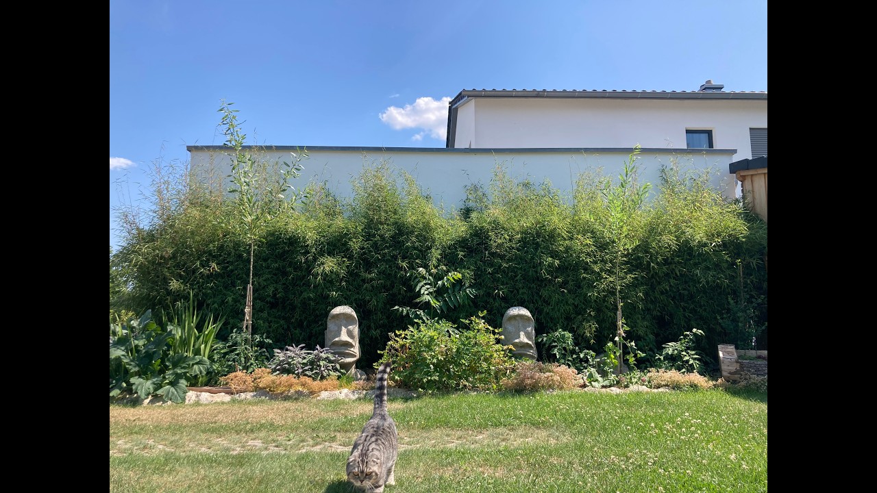 Fargesia Bamboo growth since 2019