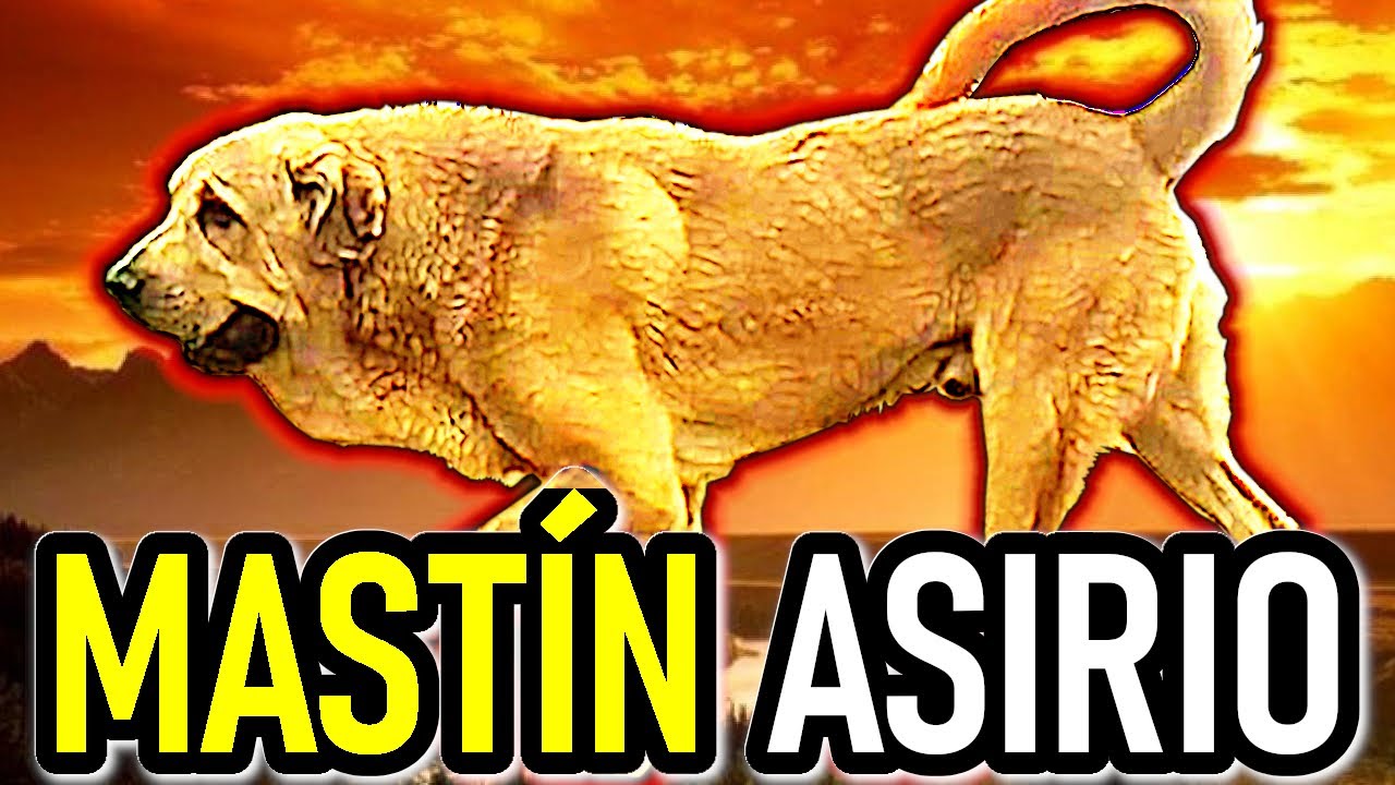 🇮🇶🐾 Pshdar Kurdo: El Mastín Asirio Legendario | Kurdish Mastiff
