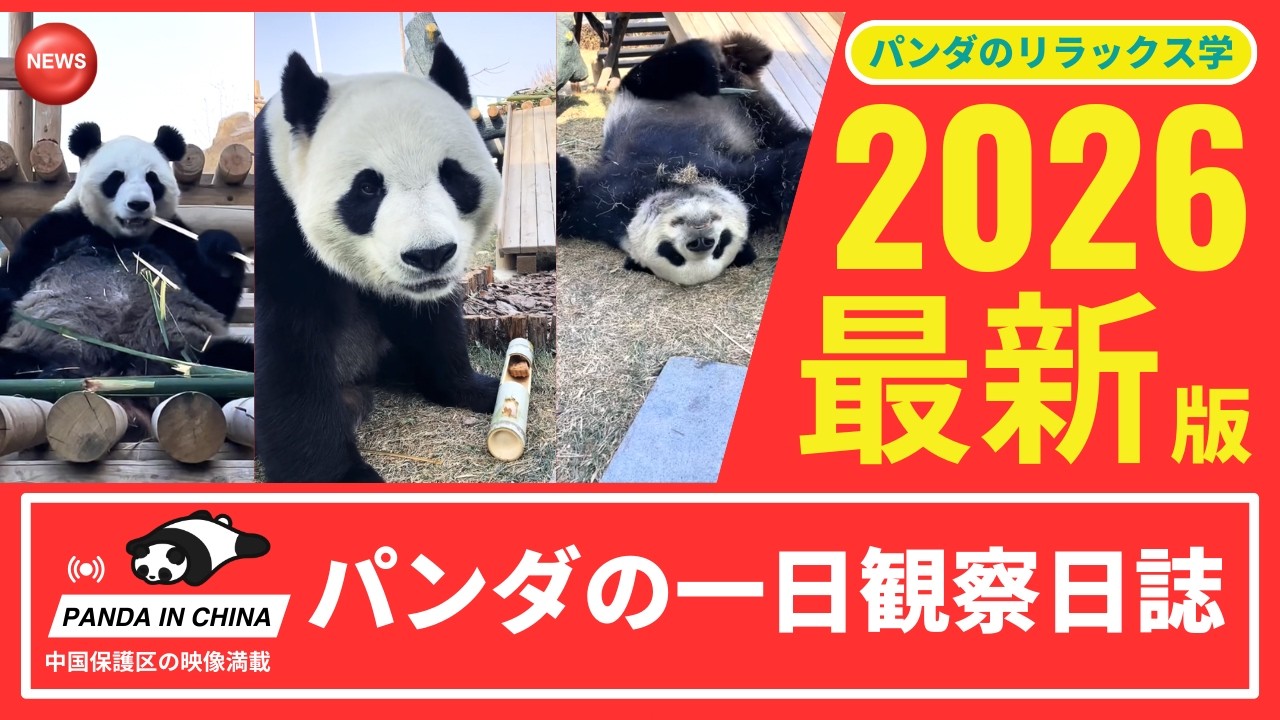 【パンダ学入門】パンダの癒し時間 星美と巧巧のリラックスポーズ＆遊び、雪とおやつとくつろぎで冬を過ごす一日観察日誌 パンダが教えてくれる“ストレスフリーな日常 #パンダ