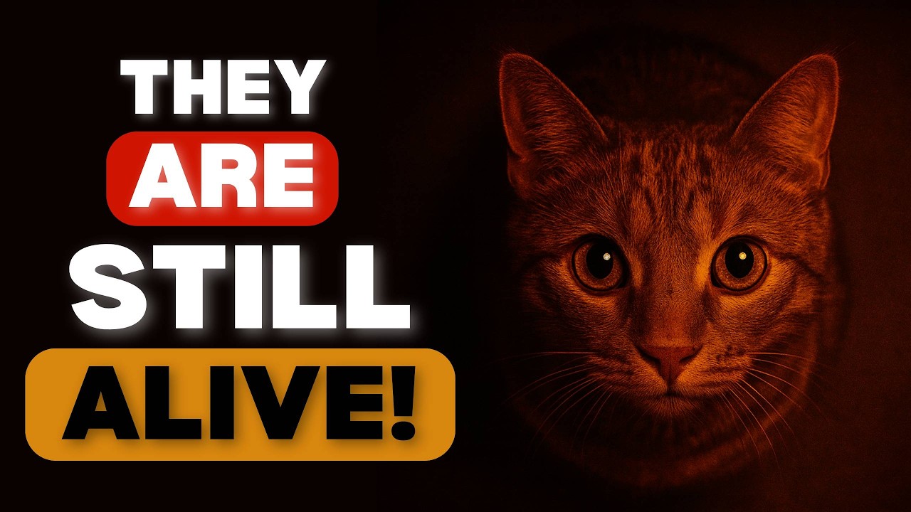 What’s Really Happening to Your Cat in the Afterlife Right Now.