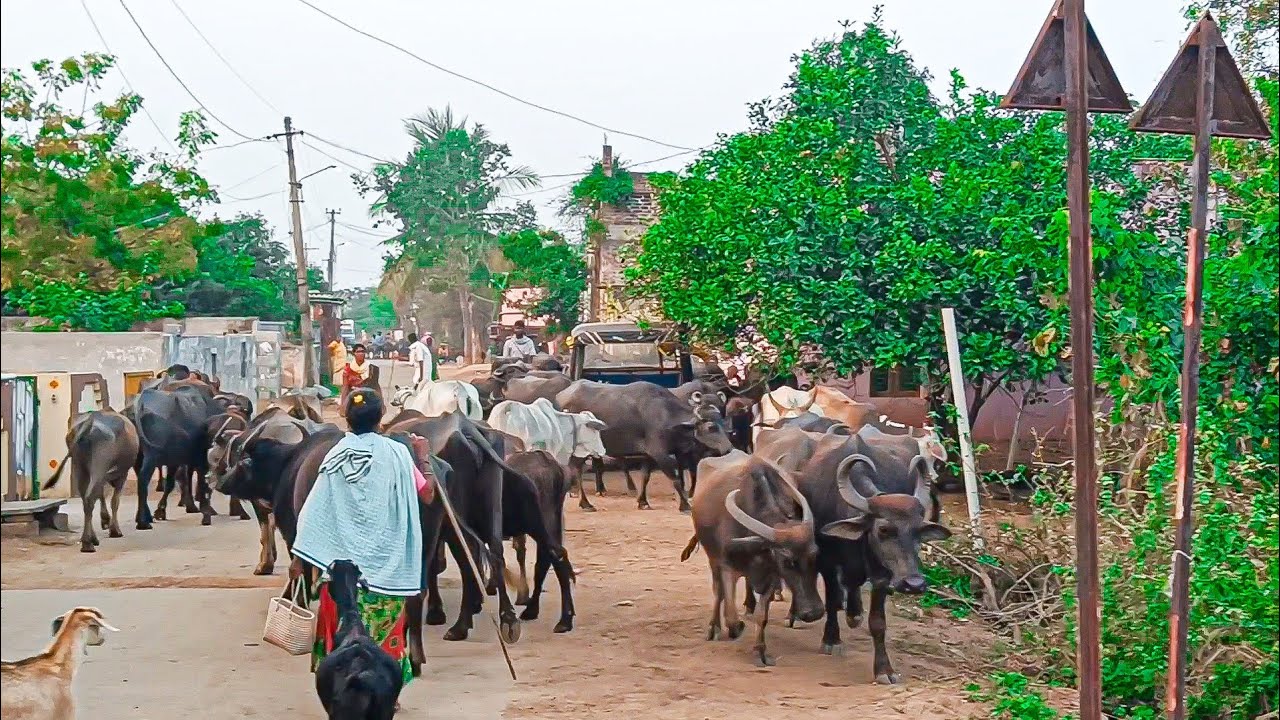 Buffalo Video day-165 evening Eating after coming myHome All Buffalos||Shobhamma||