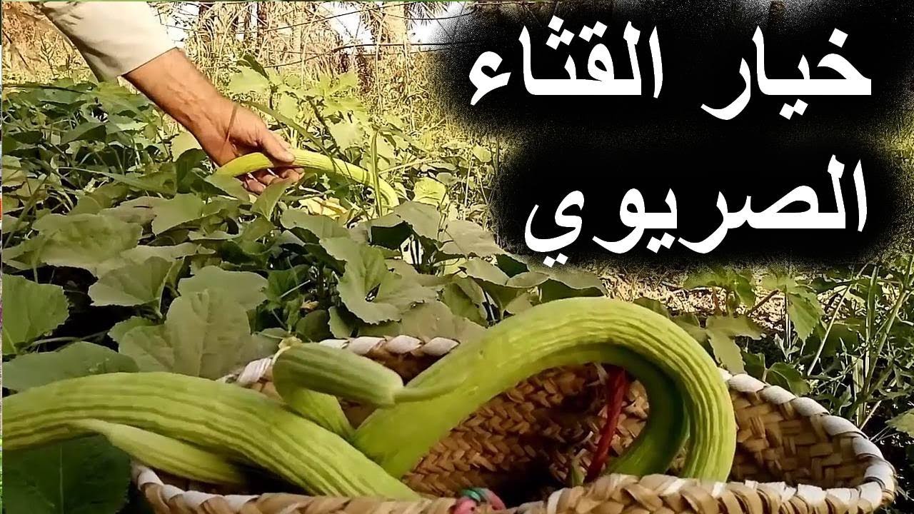 زراعة الخيار القثاء