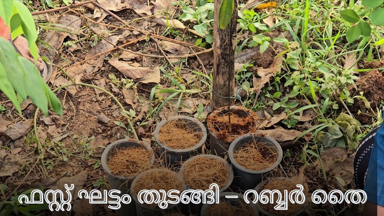 റബർ തൈയുടെ തുടക്കം ഇവിടെ | Pookkulathel AgriFarm | Sullia | karnataka 