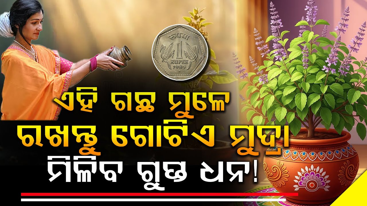ଧନଧାନ୍ୟରେ ଭରିଦେବ ଘରେ ଥିବା ଏହି ଗଛ | ଖାଲି ରଖିଦିଅନ୍ତୁ ମାତ୍ର ଗୋଟିଏ ମୁଦ୍ରା |  ଟଙ୍କା ଗଣି ଗଣି ହେବେ ହାଲିଆ