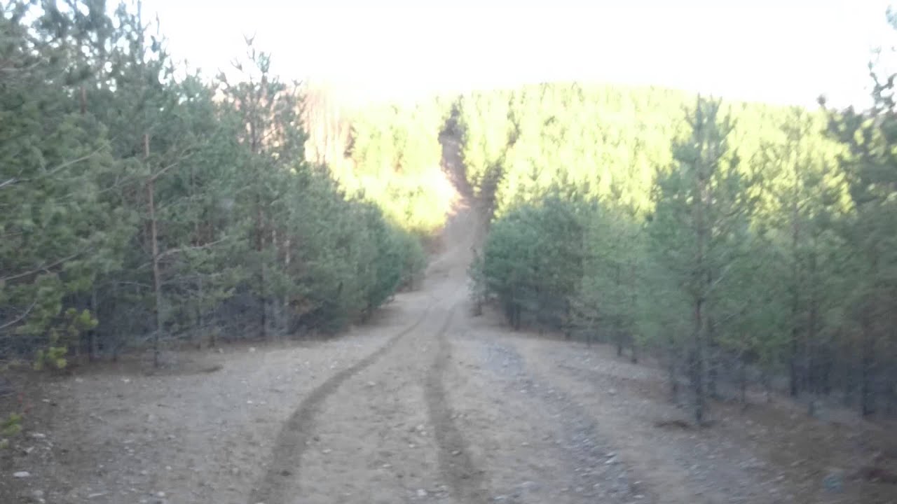 Volvo valp (felt) på tur i skogen.