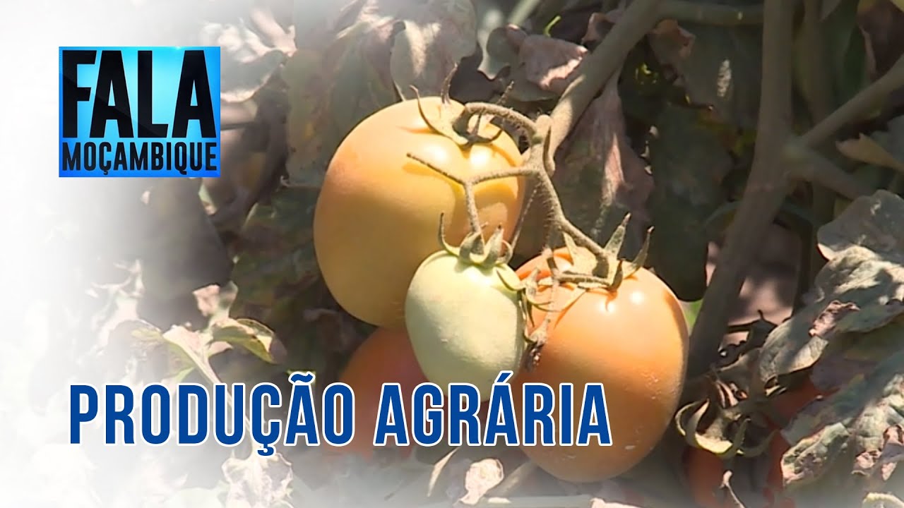 Manifestações causam avultados prejuízos aos agricultores do distrito da Moamba