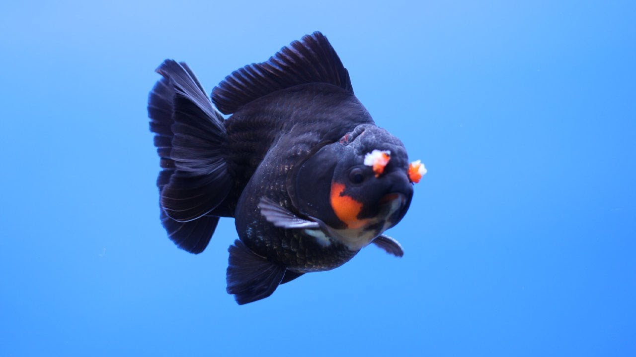 Most beautiful goldfish - Super high quality goldfish