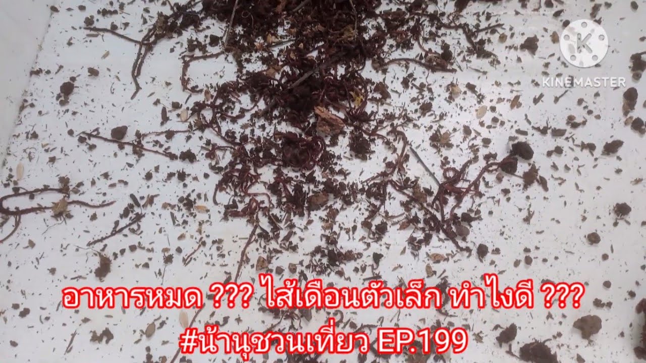 อาหารไส้เดือนหมด ??? ไส้เดือนตัวเล็ก ทำไงดี ??? #น้านุชวนเที่ยว EP.199