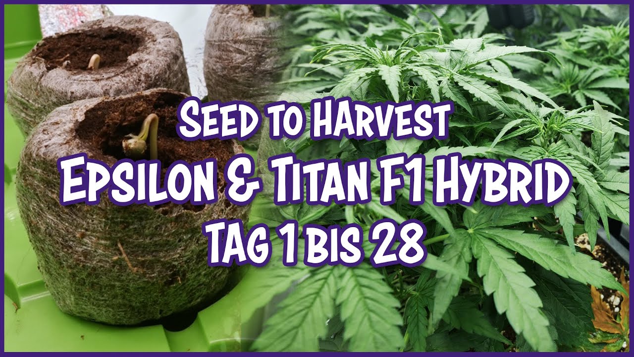 Epsilon & Titan F1 Hybrid (Autoflower) 🌱 Vom Samen bis zur Ernte – Tag 1 - 28 – Seed to Harvest Grow