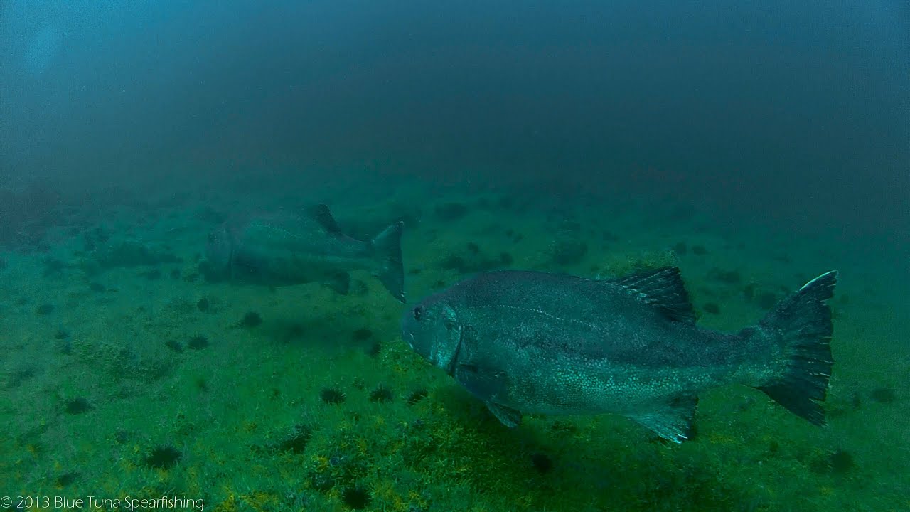 Reef Spearfishing California
