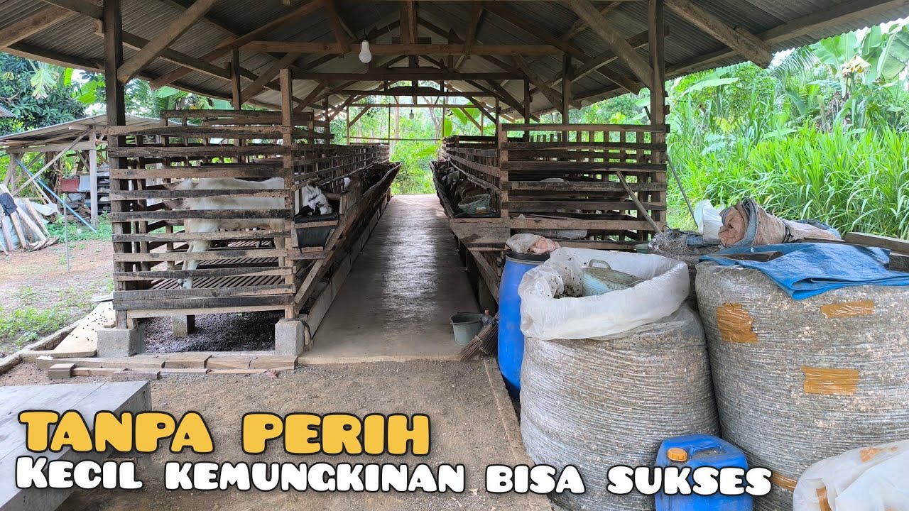 Lika-liku Kisah sukses Bardi farm ternak kambing sejak 7 tahun lalu