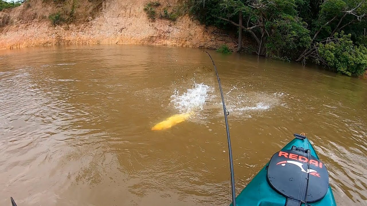 TENTE NÃO QUERER PESCAR ESSE PEIXE!!! Pescaria e fritada na beira do rio.