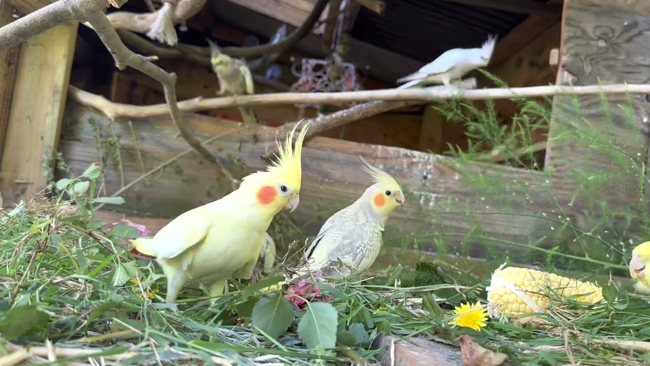 Foraging happy Cockatiels. Cocky’s Cockatiels Aviary