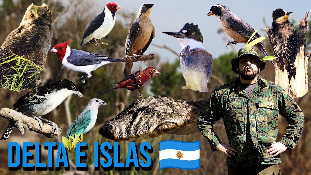 AVES Y FAUNA EN ISLAS DEL DELTA SUPERIOR DEL PARANÁ | ENTRE RÍOS ARGENTINA | PARTE 13