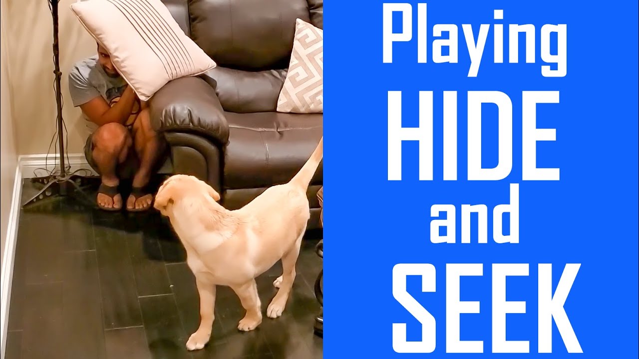 Playing Hide and Seek with Our Labrador Puppy | Really Funny
