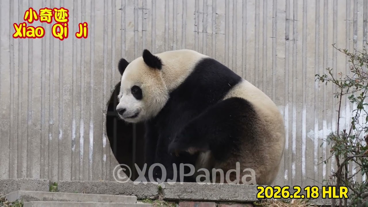 Xiao Qi Ji😘🌹2026.2.18 HLR2🌹