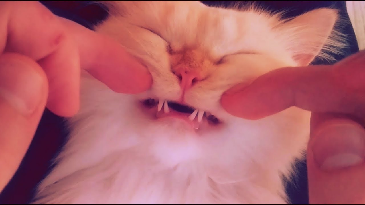 Cat Massage: Very Relaxed Kitty