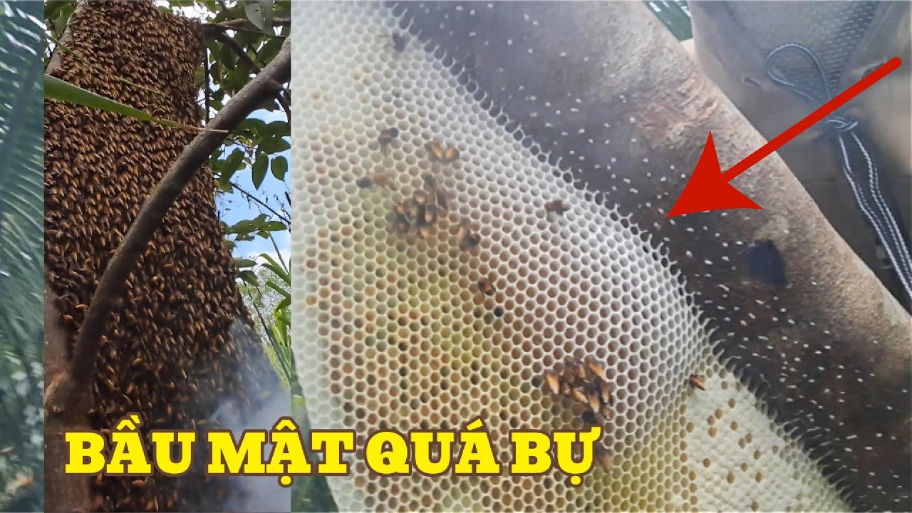 Nghề tìm Ong rừng và lấy mật Ong mùa hoa nở, mai mắn được 4 tổ Ong đầy mật|SĂN BẮT BỐN MÙA|